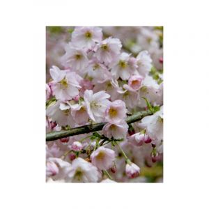 Cerisier d&eacute;coratif 'Pandora' Pot de 12L/15L, Tige