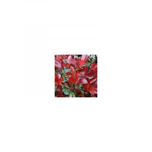 Photinia red robin h 140/150cm photos réelles plantes de haies