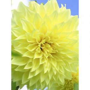 Dahlia Gpe G&eacute;ant d&eacute;coratif 'Kelvin Floodlight' Bulbe calibre I