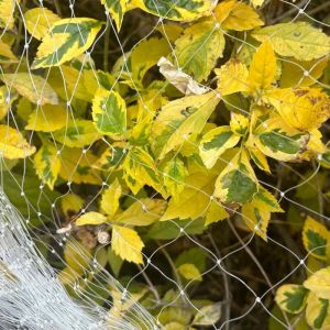 Filet Anti Oiseaux et Anti Chat Blanc 3m x 10m - Filet Protection Jardin pour Balcons, Arbres Fruitiers, L&eacute;gumes, Plantes, Poulaillers et Voli&egrave;res