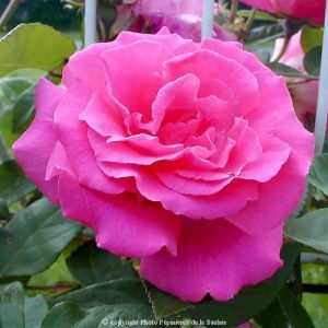 Rosier Liane 'Z&eacute;pherine Douhin'