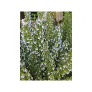 Bruy&egrave;re en arbre 'Pink Joy' Pot de 4L/5L