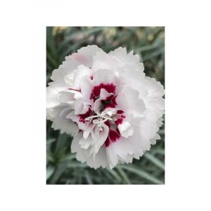 &OElig;illet mignardise 'Cranmere Pool' Godet de 7/8 cm