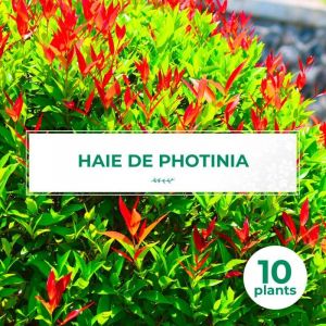 P&eacute;pini&egrave;res Naudet - 10 Photinia (Photinia Fraseri 'Red Robin') - Haie de Photinia Red Robin