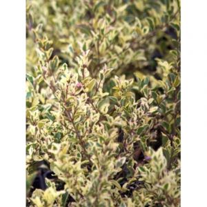 Tro&egrave;ne 'Musli&reg; 'muster' ' Pot de 3L/4L