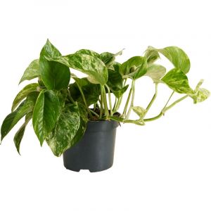 Bloomique - Epipremnum Marble Queen - Plante retombante - Convient également comme plante grimpante - Plante d'intérieur - Purificateur d'air