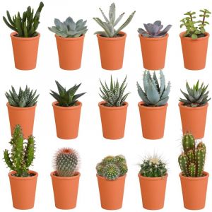Cactus et succulentes mix &Oslash;5,5 cm &ndash; en pot en terre cuite &ndash; lot de 15&ndash; ComfortXL Green