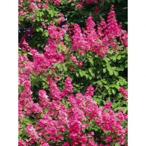 Lilas des Indes 'Rose Fuchsia' Pot de 3L/4L, Touffe