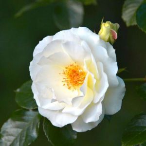 Rosier Grimpant 'Neige d'Avril' (Rosa 'Neige d'Avril')