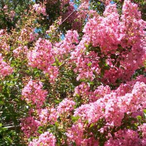 Lilas des Indes Terrasse Rose, Lagerstroemia/Pot de 7,5L