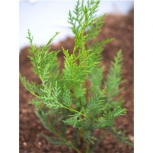 Cypr&egrave;s de Leyland 'Oger' Godet de 8/9 cm
