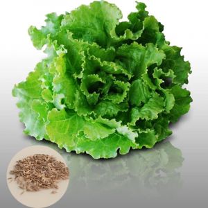 Laitue &agrave; Couper - 4000 Graines - Facile &agrave; Cultiver sur Balcon - Semences pour Potager Urbain