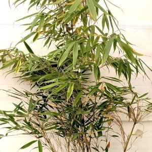 Bambou 'Pingwu' (Fargesia robusta 'Pingwu')