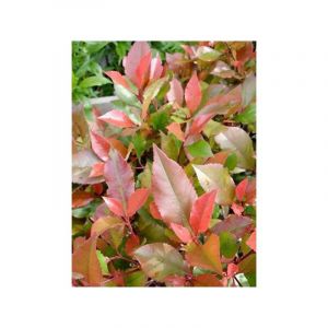 Photinia fraseri 'Little Red Robin' Godet de 8/9 cm