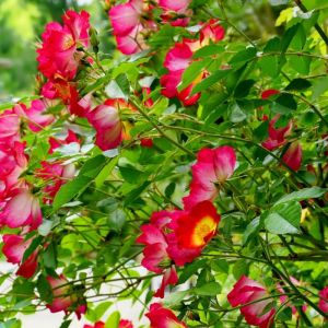 Rosier grimpant Vesuvia&reg; 'Noa 71680'/Pot de 5L