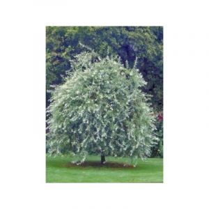 Poirier à feuilles de saule pleureur Pot de 12L/15L