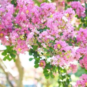 Lilas des Indes With Love&reg; Babe 'Milaperl', Lagerstroemia/Pot de 4L