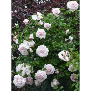 Rosier grimpant 'New Dawn' Racines nues en motte