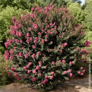 Lilas des indes Plum Magic&reg;, Lagerstroemia/Pot de 3L