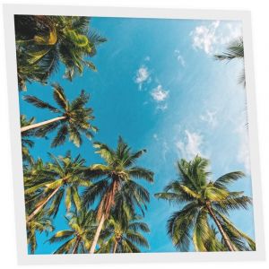 Dalle LED Imprim&eacute;e 60x60 cm - Motif &Eacute;vasion Tropicale - Lumi&egrave;re Blanc Neutre 4000K - Panneau Lumineux pour Plafond Bureau Salon Cuisine - Facile &agrave;