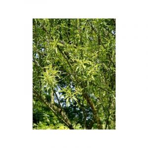 Amandier 'Princesse' Pot de 7,5L/10L, Gobelet