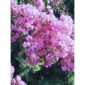 Le Jardin Du Pic Vert - Lilas des Indes 'Summer Charm Hopi' Pot de 7,5L/10L