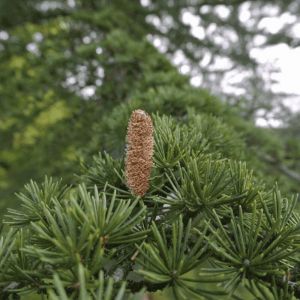 Cèdre du Liban (Cedrus Libani)