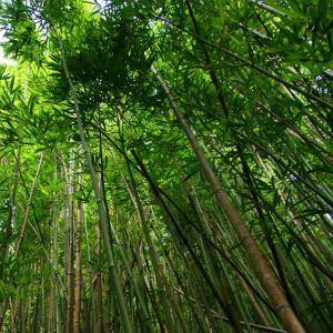Bambou Fargesia jiuzhaigou 125/150cm