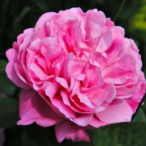 Rosier Grimpant 'Pink Cloud' (Rosa 'Pink Cloud')