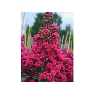 Lilas des Indes 'Fuchsia D'Eté®' 'indyfus' Pot de 4L/5L, Touffe