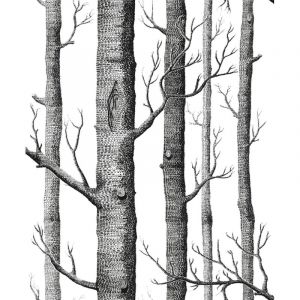 Papier peint 3d bouleau simple bois noir et blanc tissu non tiss&eacute; imitation bois papier peint tv graphique-Enl&eacute;