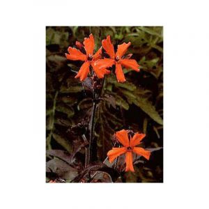 Croix de Malte 'Vesuvius' Godet de 8/9 cm