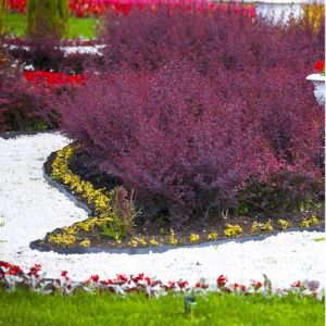 &Eacute;pine-vinette de Thunberg (Berberis thunbergii)