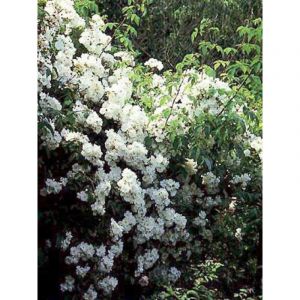 Le Jardin Du Pic Vert - Rosier liane 'Wedding Day' Pot de 4L/5L