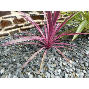 Classgarden &ndash; Paillage ardoise gris 10/30 &ndash; Sac de 25 Kg &ndash; &Eacute;vite la repousse des mauvaises herbes &ndash; R&eacute;duit l'apport en eau aux v&eacute;g&eacute;taux - GRIS 10-30