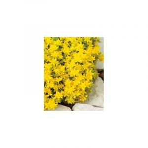 Sedum Acre Plante Vivace - 3 Godets - Plante Vivace