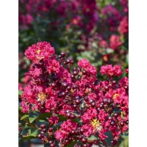 Lilas des Indes 'Double Feature' Pot de 7,5L/10L, Demi-Tige