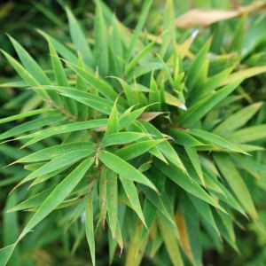 Bambou Fargesia rufa 100/120cm