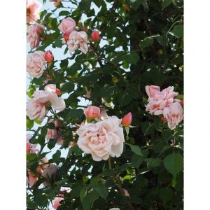 Rosier liane 'Albertine' Pot de 4L/5L