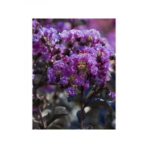 Lilas des Indes 'Black Solitaire Lavender Lace' Pot de 7,5L/10L, Demi-Tige