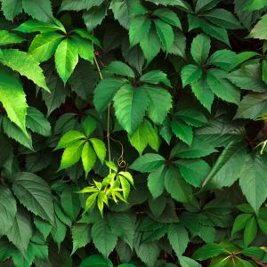 Vigne vierge vraie, Vigne viteacea Pot de 4L/5L