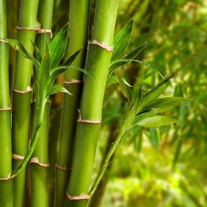 Bambou Fargesia nitida Great Wall 60/80cm