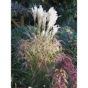 Eulalie, Roseau de Chine 'Kleine Fontaene' Pot de 1L/1,5L