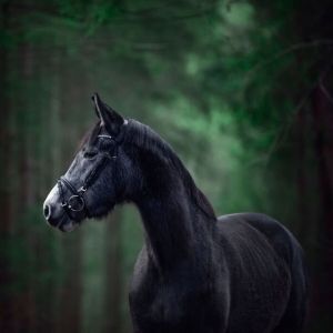 Tableau sur toile cheval for&ecirc;t 30x30 cm - Impression sur Toile Murale D&eacute;corative - Image imprim&eacute;e en HD sur Toile - Toile sur Ch&acirc;ssis en Bois FSC