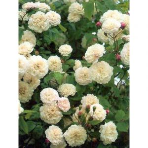 Rosier liane 'F&eacute;licit&eacute; et Perp&eacute;tue' Racines nues en motte