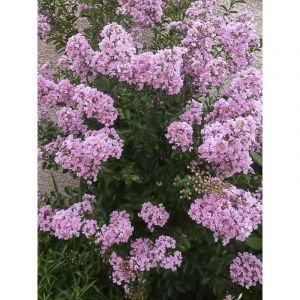 Lilas des Indes 'Monbazillac' Pot de 3L/4L, Touffe