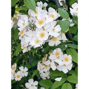 Rosier liane 'Francis E. Lester' Racines nues en motte