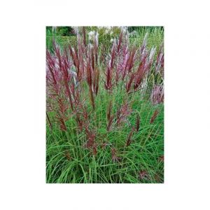 Eulalie, Roseau de Chine 'Red Chief' Godet de 8/9 cm