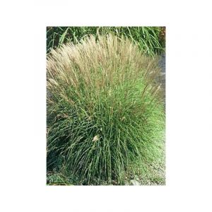 Eulalie, Roseau de Chine 'Adagio' Godet de 8/9 cm