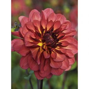 Dahlia d&eacute;coratif 'Antibes' Bulbe calibre I
